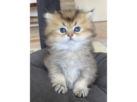 Golden british longhair süper face