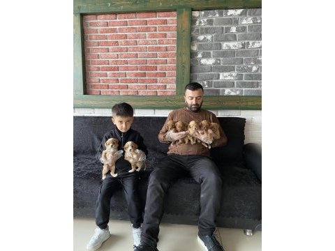 Show class maltipo yavrular toy poodle yavrulr ankara
