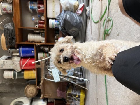 Dişi 1,5 yaş civarı takip şartıyla maltipoo