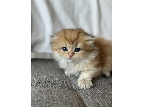 Baba safkan scottish fold golden ny11 yavrum