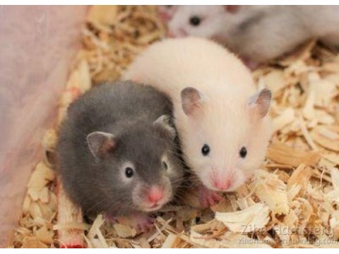 Suriye hamster yavrular ve tüm malzemeleri adrese teslim