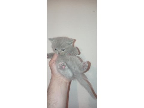 Safkan british shorthair bebekler