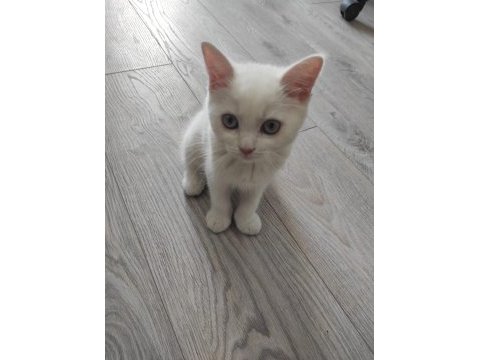Dişi british longhair beyaz kedimiz