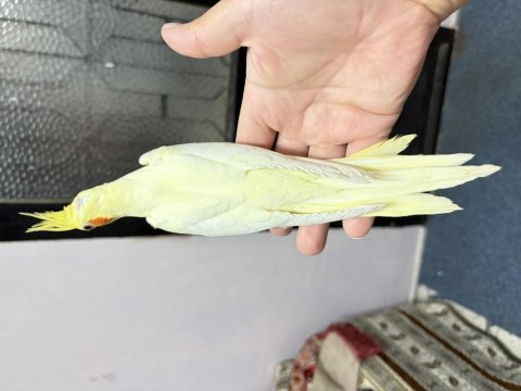 Ev ortamından yavru sultan papağanı