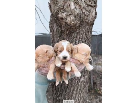 Maltipoo yavrularımız