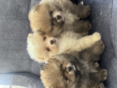 Pomeranian teddy bear bebekler