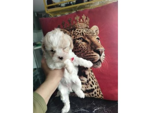 Wc eğitimli mini maltipoo yavrularımız