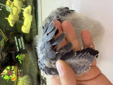 Yasal belgeli red factör jako papağanı yavrusu