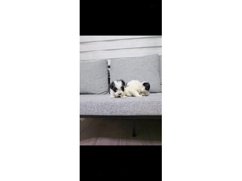 Maltipoo miniklerim