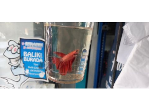 Satılık betta balıkları