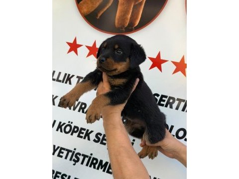 A kalite rottweiler erkek yavru