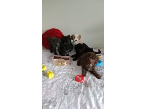 Evde bakılabilecek en uygun cins toy poodle