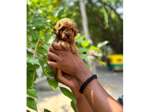 Toy poodle yavruları