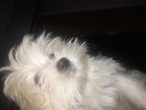 Sahiplendirilecek maltese