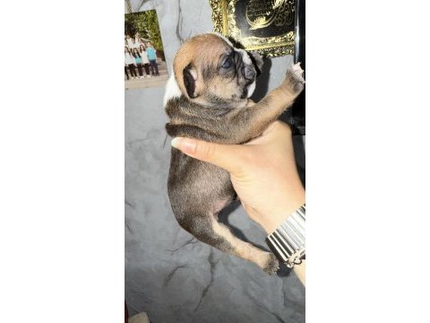 Fransız bulldog