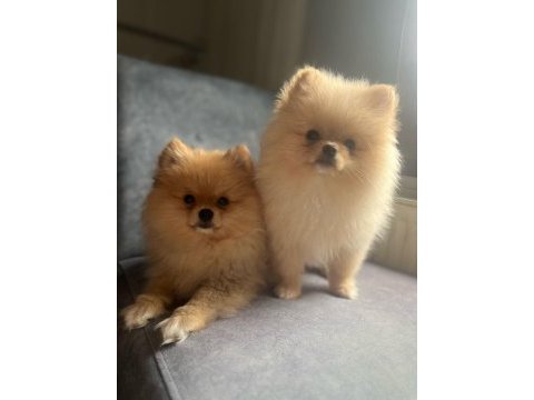 2 aylık pomeranian yavrumuz