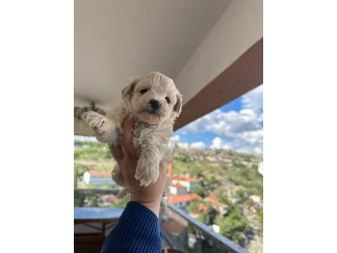 Sevimli maltipoo canlar
