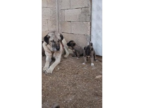 Orjinal sivas kangal yavruları