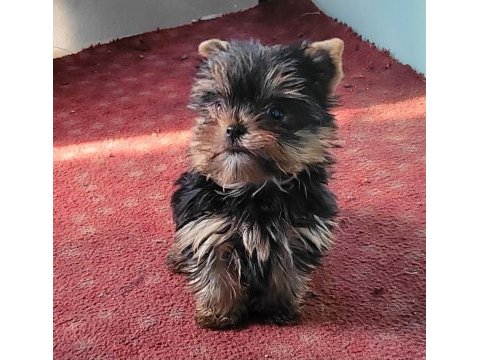 Safkan ırk garantili yorkshire terrier bebekler