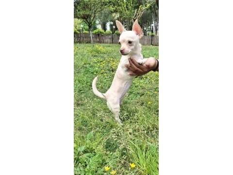 Pinscher 4 aylık