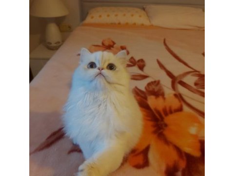 British longhair dişi