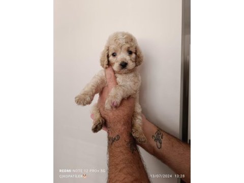 Maltipoo bebekler
