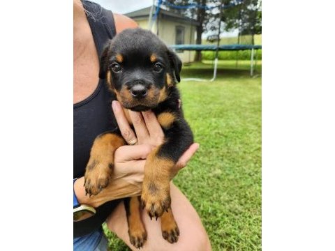 Dişi erkek rottweiler kapıda ödemeli güvenli sistem