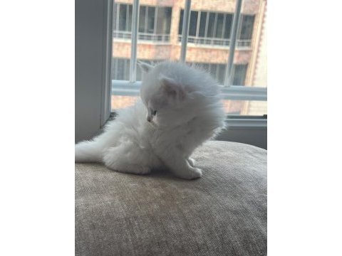 British longhair yavru