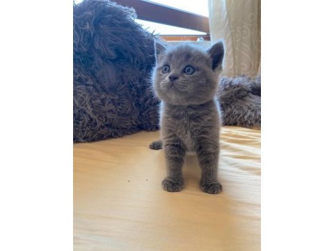 A kalite british shorthair yavrular yeni sahiplerini arıyor