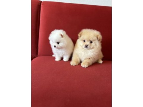 Pomeranian boo