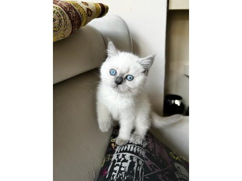 British shorthair blu point 2 aylık yavru