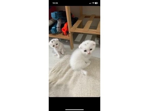 A kalite scottish fold yavrular