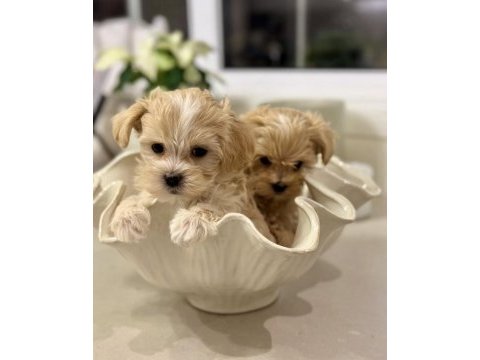 Irkının en güzel maltipoo bebekleri