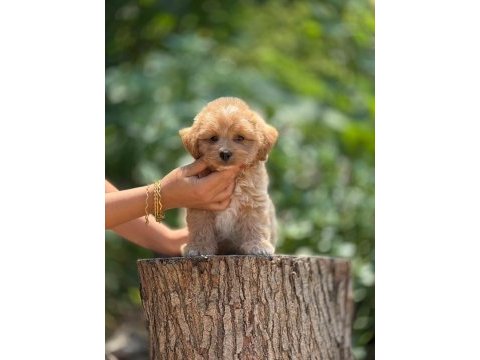 Aşılı ve çiş pedi eğitimli maltipoo bebekler 