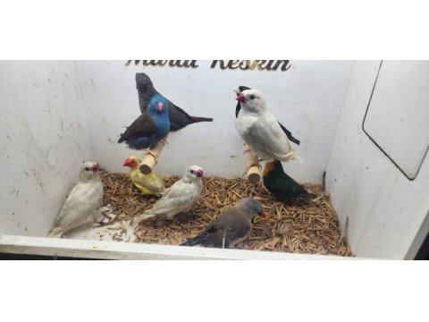 Her türden salmaya alışık finch