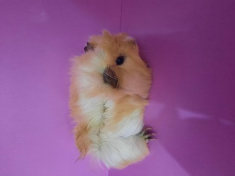 Erkek ginepig yavrumuz