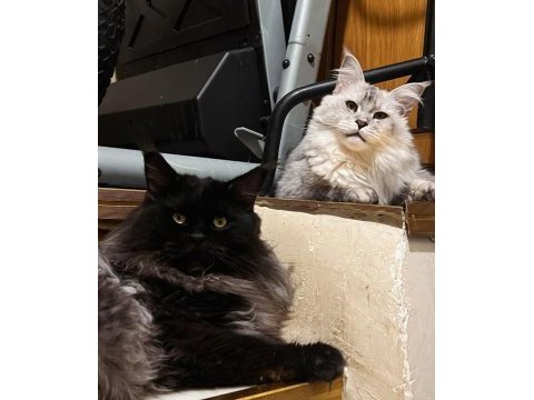 Xxl şampiyon baba dan maine coon yavruları
