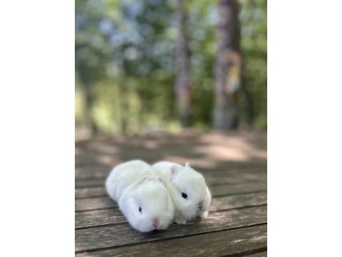 Netherland dwarf cüce tavşan