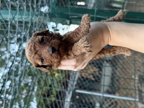 Redbrown toypoodle bebekler 