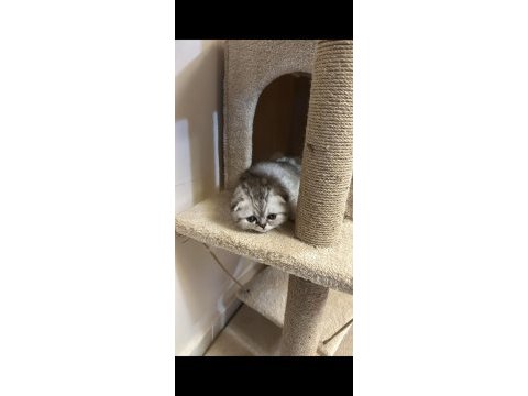 Scottish fold yavru