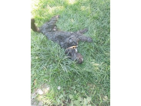 Terrier köpeğimizi yer ve sağlık probleminden dolayı