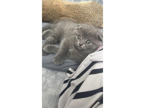 2 aylık scottish fold