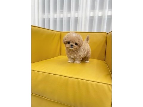 Korean export toy poodle bebeklerim
