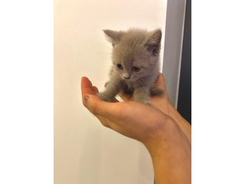 British shorthair yavru gri minnoş