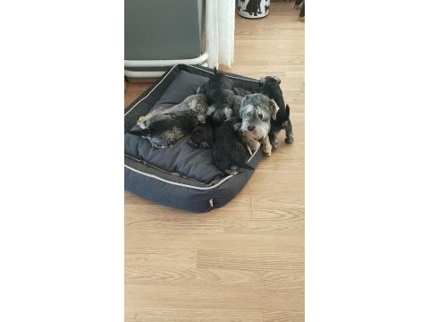 Schnauzer yavrular