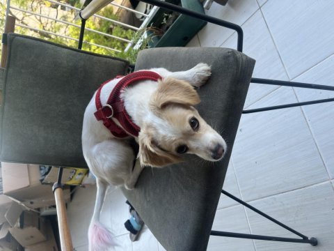 Kızıma (dişi köpeğime) bakabilecek bir aile