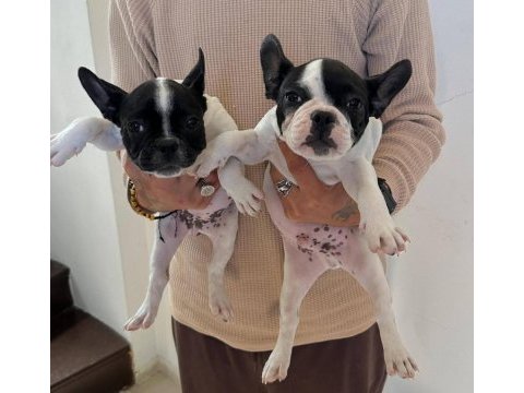 Alanyadan a kalite french bulldog yavruları