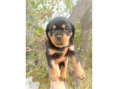 Rottweiler yavrularımız