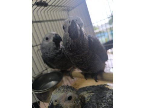 Bebek jako papağanlar