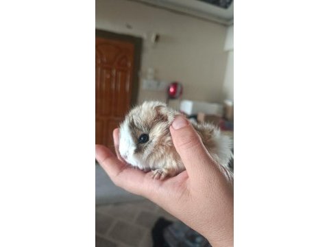 Çift halinde dişi ve erkek ginepig